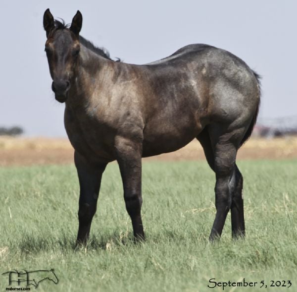 Hancocks Blu Babe MA's 2023 Blue Roan Filly